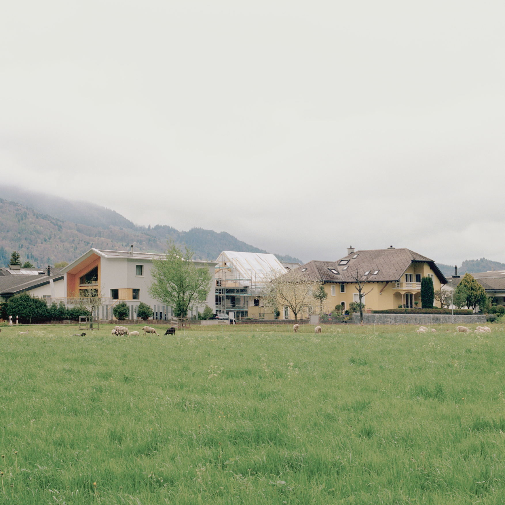 12_20260819_Tschingel_Wiese